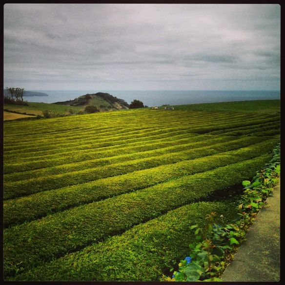 verdes são os campos.